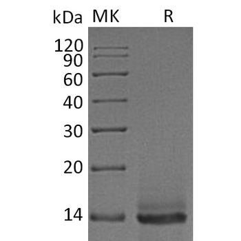 Human MRGPRX2 Protein蛋白, hFc T
