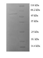 Human SFN Protein蛋白,orb244536,