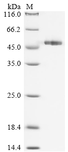 odh1 Protein蛋白，orb1476977，bior