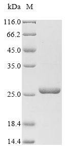 Blank nanodisc control 蛋白，orb1