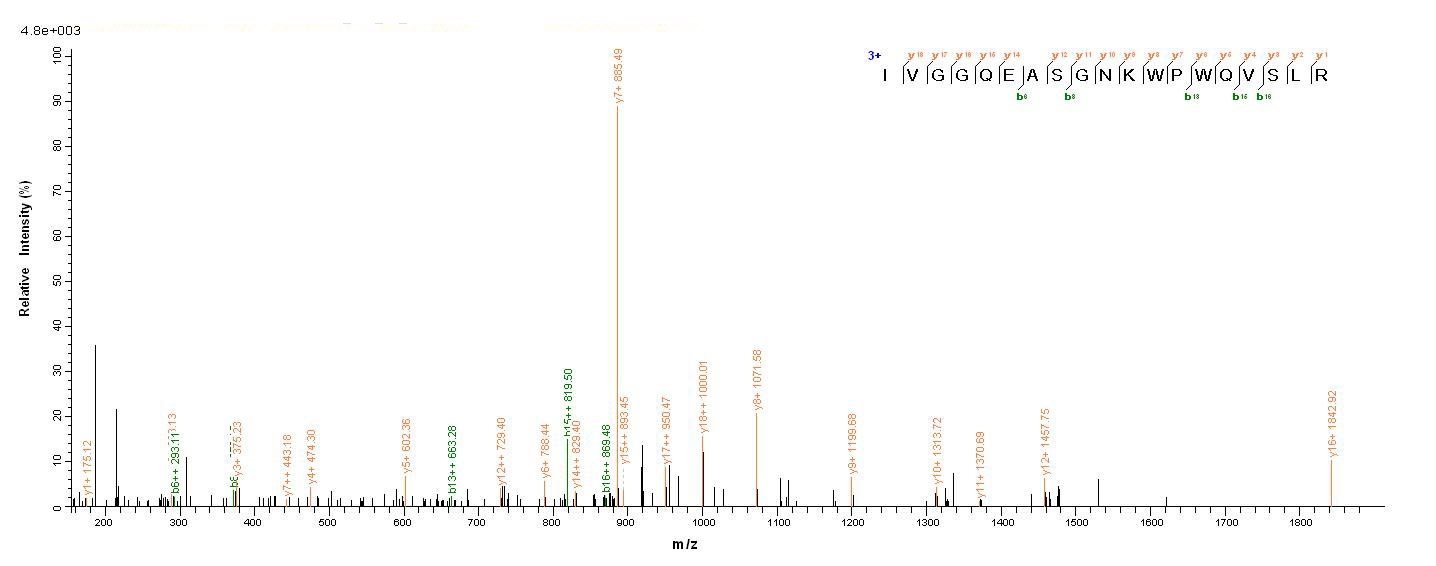 Mouse Tpsab1 Protein蛋白，orb2446