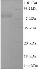 E.coli BLLF3 Protein蛋白，orb2446