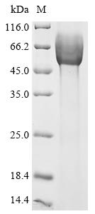 重组蛋白 Giardia intestinalis Surf
