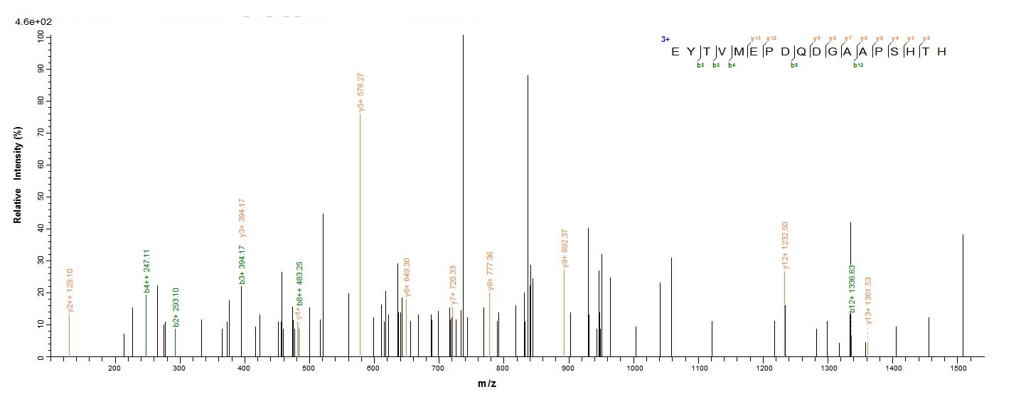 Mouse Nid1 Protein蛋白，orb245943
