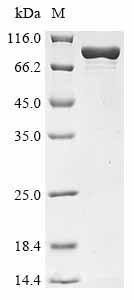 重组蛋白 Escherichia coli DNA poly