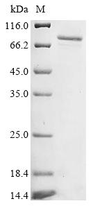 重组蛋白 Human Cytochrome P450 4F8