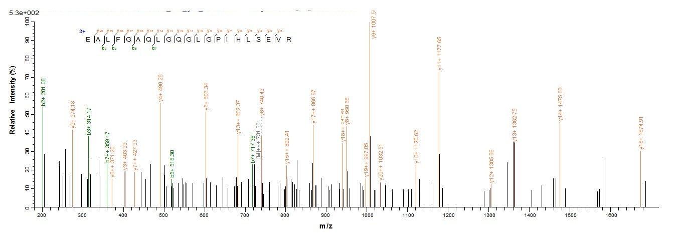 Mouse Loxl4 Protein蛋白，orb35889