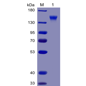 Human CD33(18-259) Protein蛋白, 