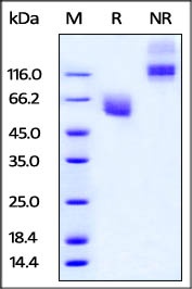 CD47 重组蛋白，orb1227822，biorbyt
