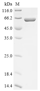 重组蛋白 Streptococcus pneumoniae 