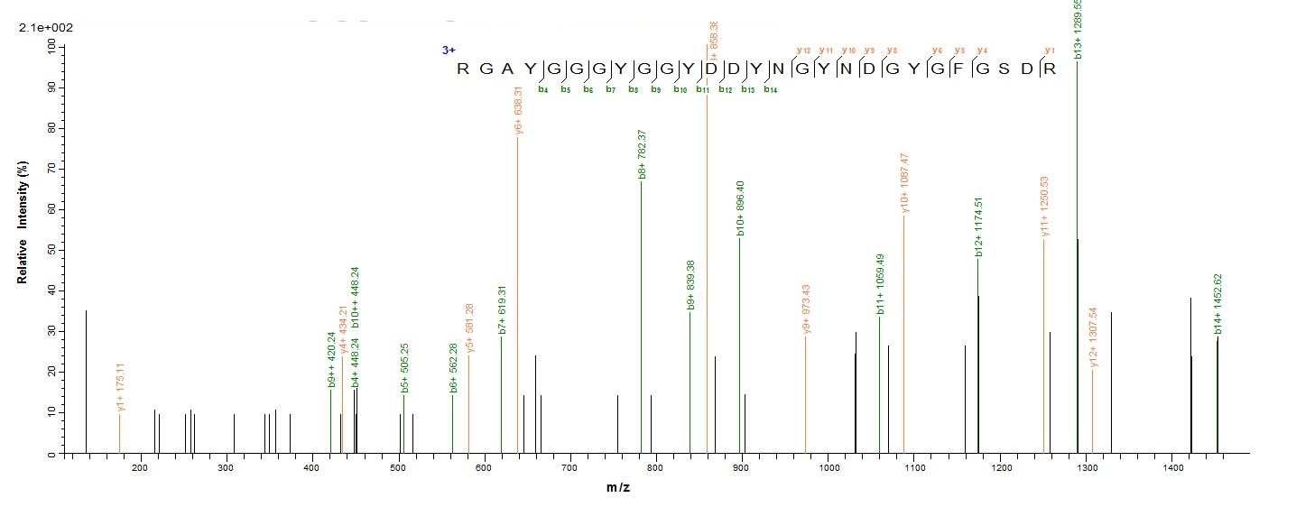 Human HNRNPH1 Protein蛋白，orb244