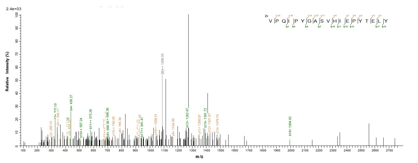 Mouse Nid1 Protein蛋白，orb245943