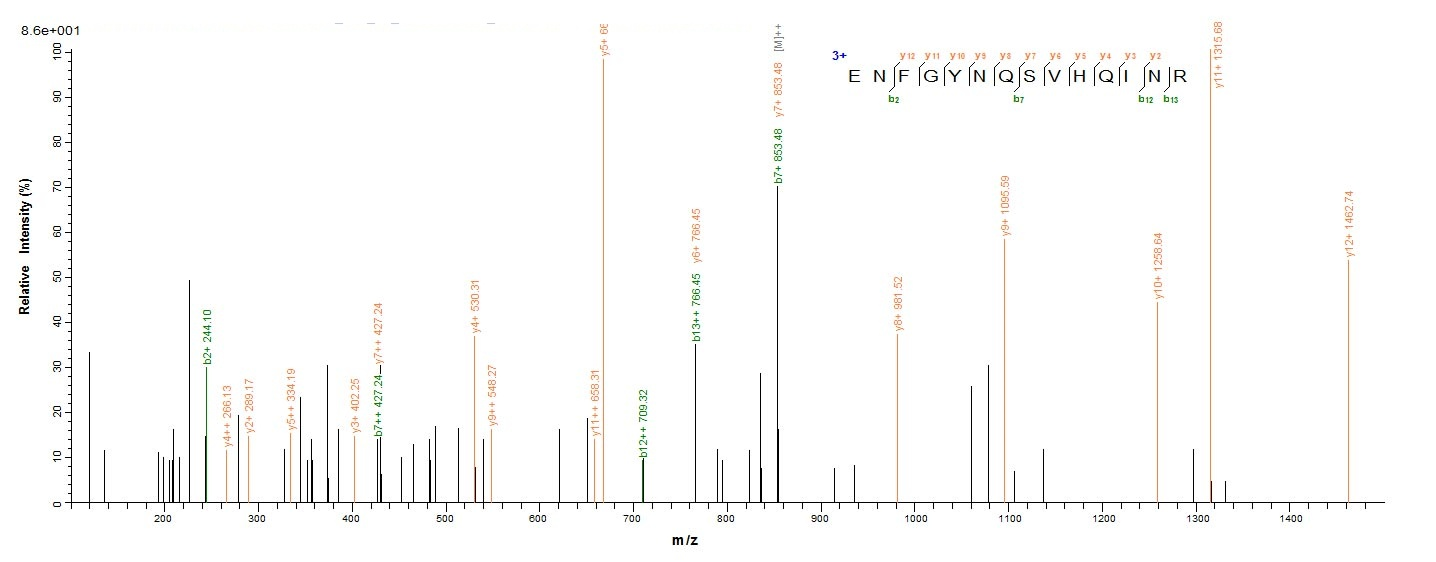 Bacterial speB Protein蛋白，orb35
