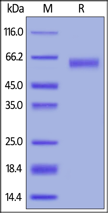 CD30 Ligand / TNFSF8 重组蛋白,orb1