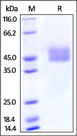 PDL1 重组蛋白，orb1227917，biorbyt