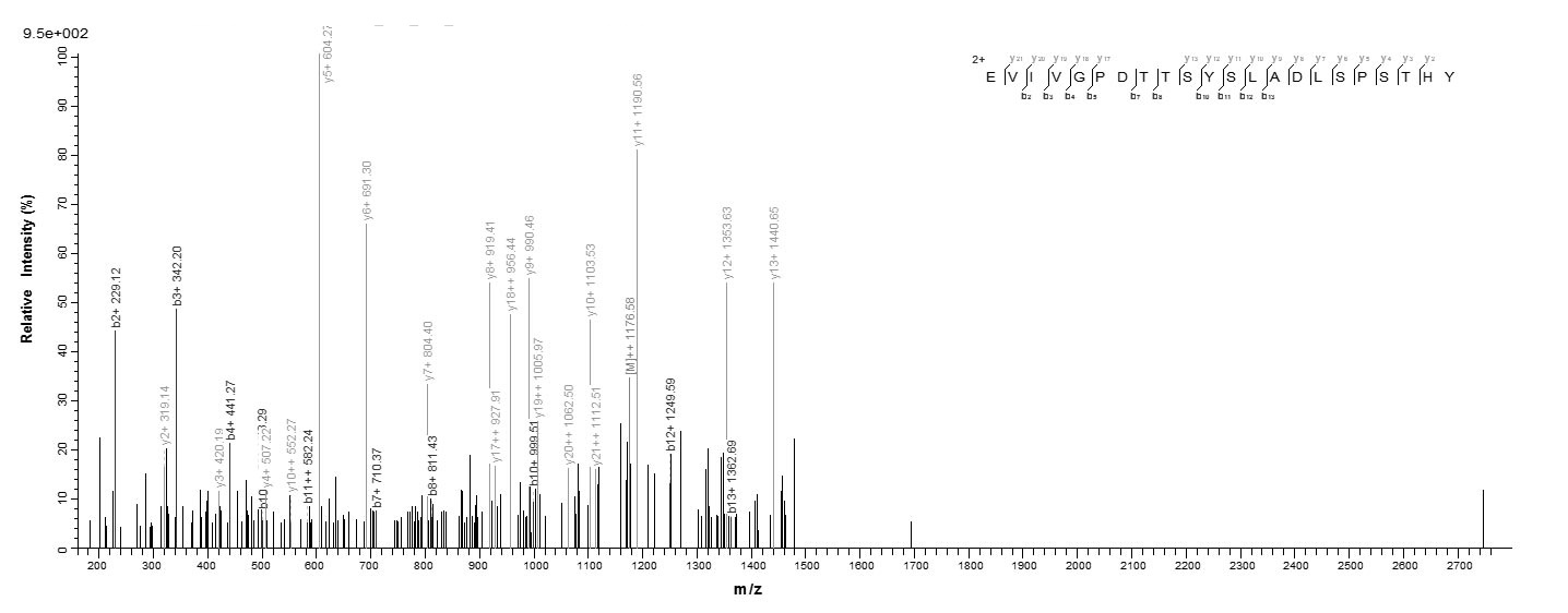 Human TNC Protein蛋白，orb245508，