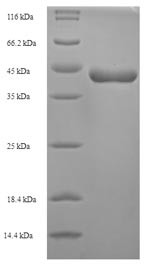 Animal Major egg antigen Prote