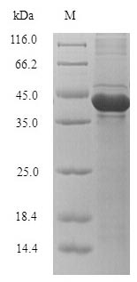 Bacterial bla Protein蛋白，orb358