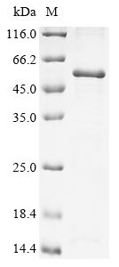 重组蛋白 Human Proto-oncogene c-Fo