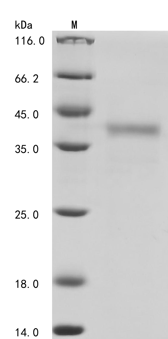 Enterobacteria phage T4 Single