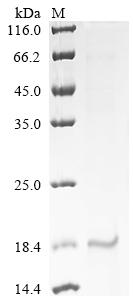 重组蛋白 Bovine Myoglobin (MB)，orb