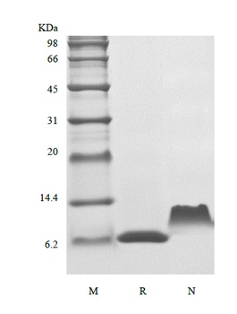 重组蛋白 Human Thymus and Activati