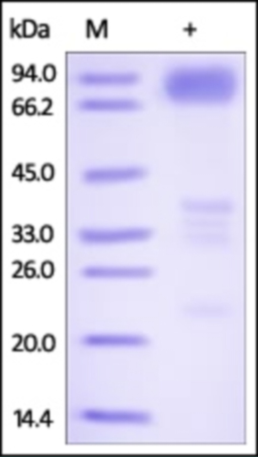 DR6 重组蛋白,orb1227856,biorbyt