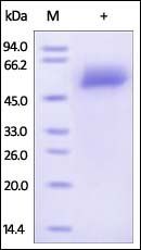 Human Fetuin A Protein蛋白, His 