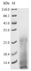 重组蛋白 Mycobacterium bovis ESAT-