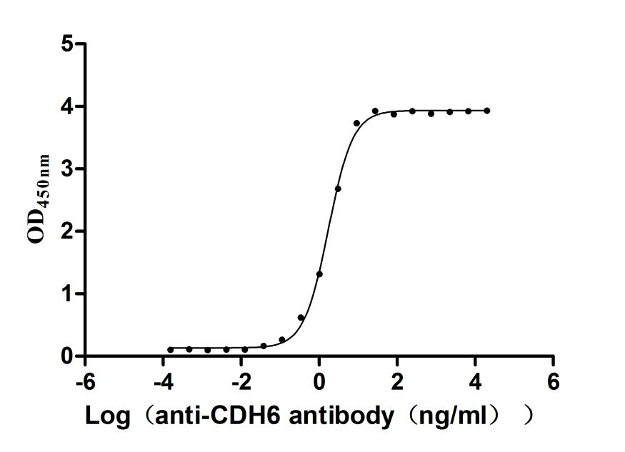 重组蛋白 Rat Cadherin-6(Cdh6), par