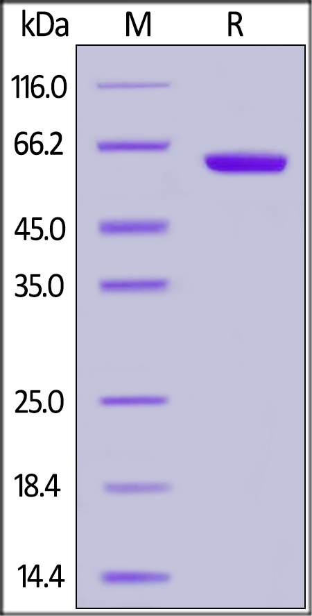 CD2 / SRBC 重组蛋白，orb1231412，bio