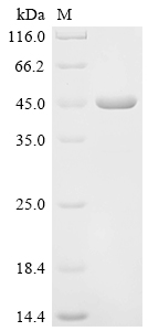 重组蛋白 Spinacia oleracea Ferredo