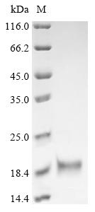 重组蛋白 Chicken Fibroblast growth