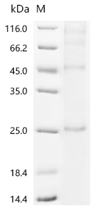 重组蛋白 Human 3-oxo-5-alpha-stero
