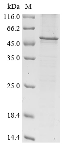 Human herpesvirus 2 Envelope g