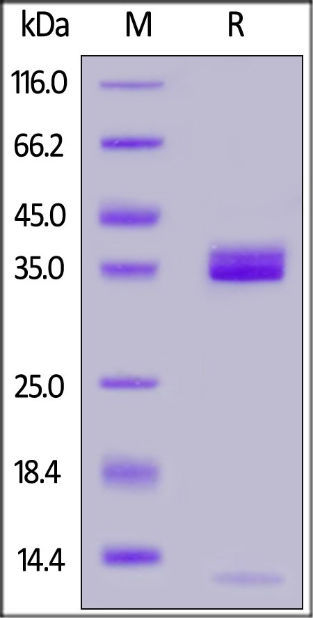 Apolipo重组蛋白 E / APOE 重组蛋白，orb1