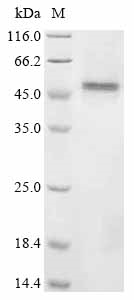 Mouse Gfap Protein蛋白，orb147684
