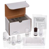 人肾病蛋白Nephrin ELISA检测试剂盒-Human Nephrin ELISA Kit