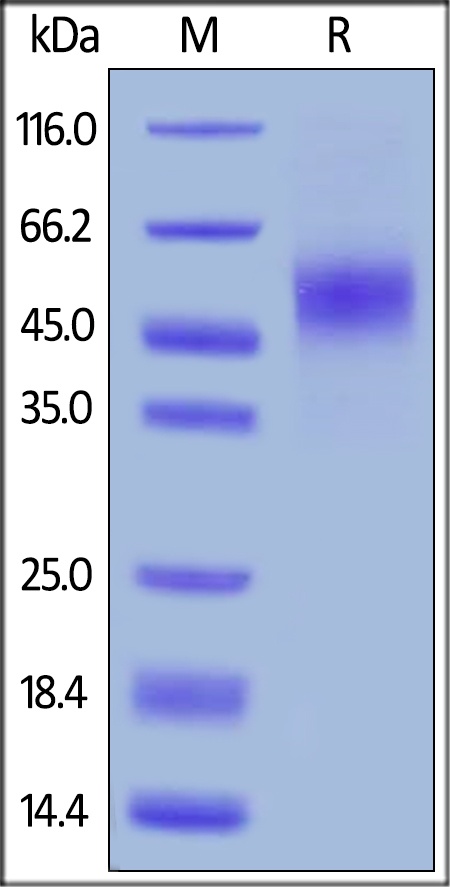 GFR alpha-like 重组蛋白，orb1231267