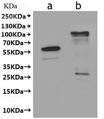 重组蛋白 Arabidopsis thaliana Prot