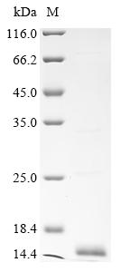 重组蛋白 Cat Major allergen I poly