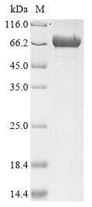 重组蛋白 Escherichia coli Poly-bet