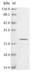重组蛋白 Dog T-cell surface glycop