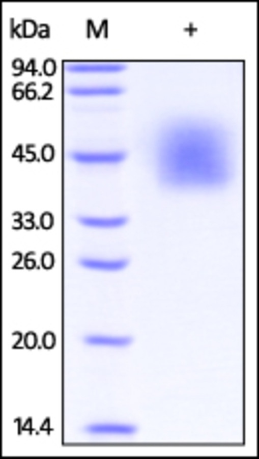 ICOSLG 重组蛋白，orb1228179，biorbyt