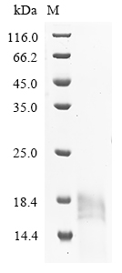 Bovine IGF2R Protein蛋白,orb1476