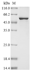 Human MGAT2 Protein蛋白,orb14769