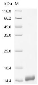 重组蛋白 Human Natriuretic peptide