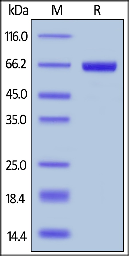 PH20 Hyaluronidase 重组蛋白，orb122