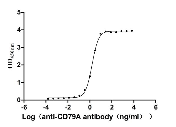 重组蛋白 Human B-cell antigen rece