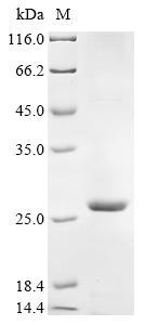 重组蛋白 Coxiella burnetii Unchara